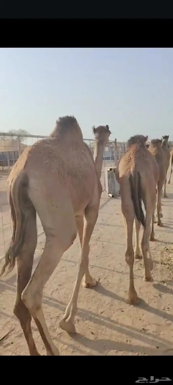 وصل عندنا القعدان النظيفة واللحم الطيب والسعر المناسب 3