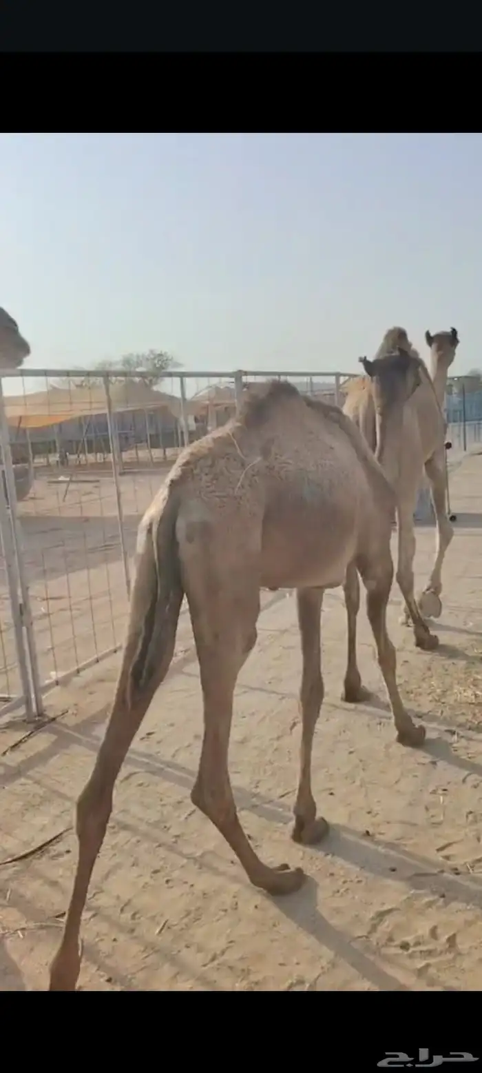 وصل عندنا القعدان النظيفة واللحم الطيب والسعر المناسب 6