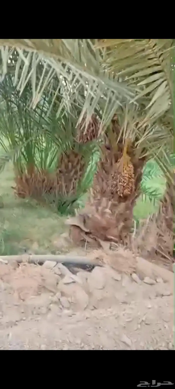 نخل كبار واصنا نقايل عجوا وروثان وشلبي وانواع كثيره 3