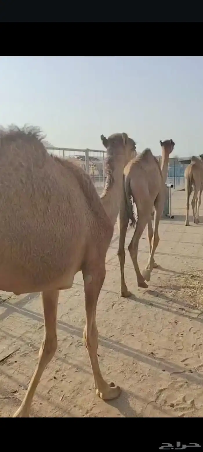 وصل عندنا القعدان النظيفة واللحم الطيب والسعر المناسب 5
