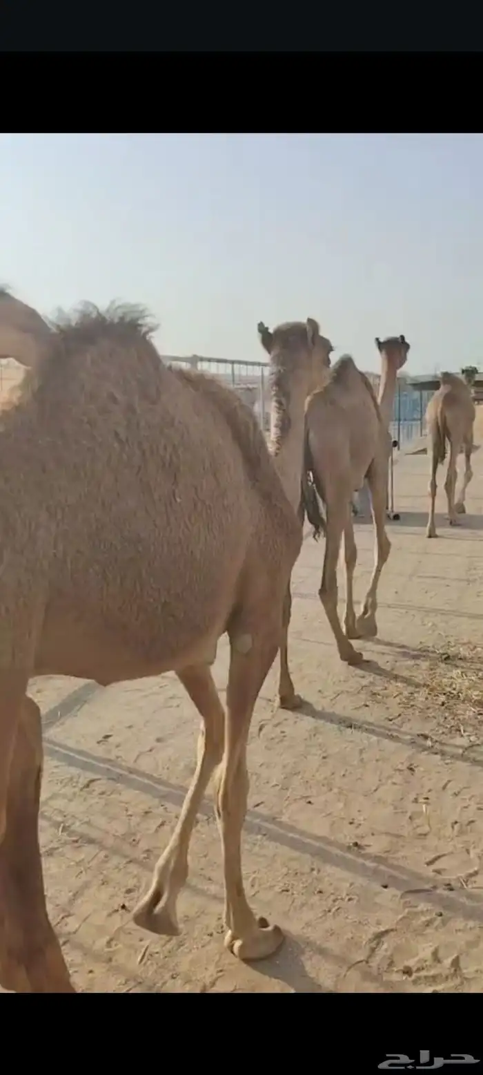 وصل عندنا القعدان النظيفة واللحم الطيب والسعر المناسب 2