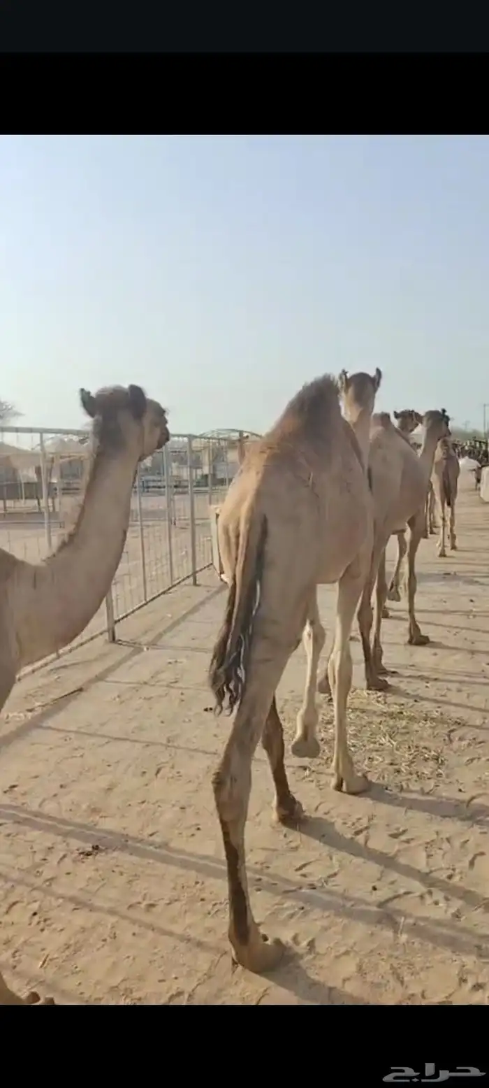 وصل عندنا القعدان النظيفة واللحم الطيب والسعر المناسب 1