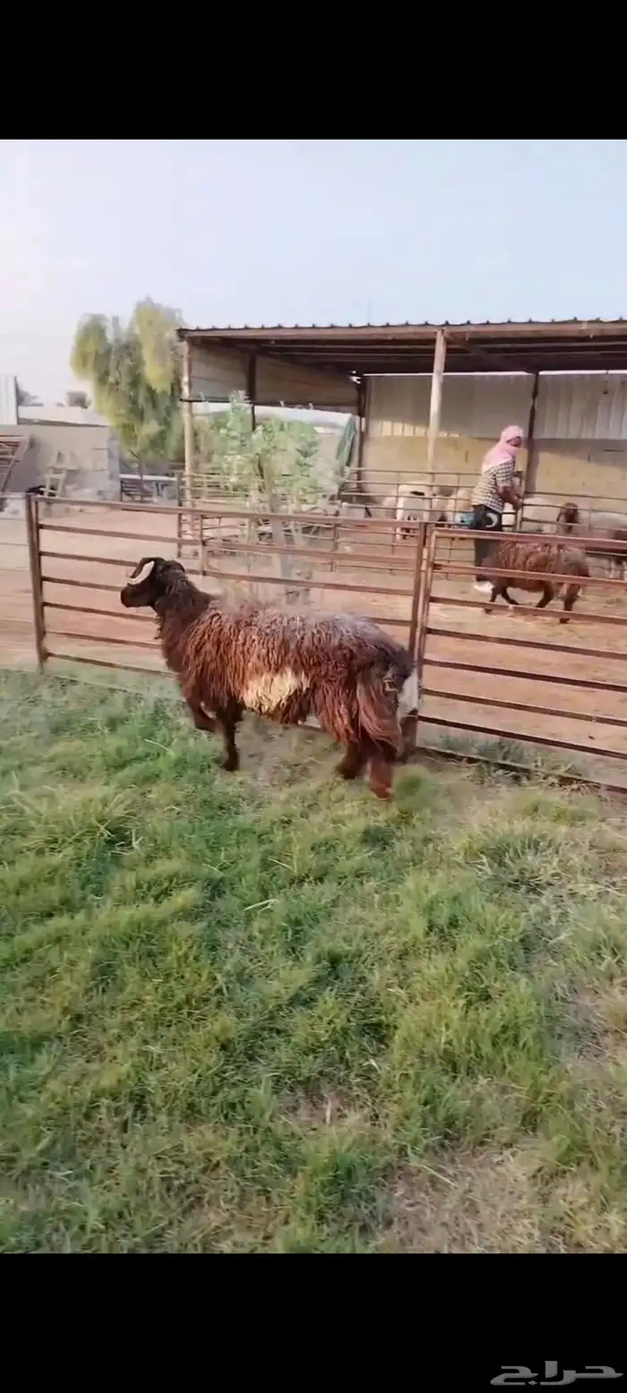 جذع نعيمي اردني ظهر وطرف فاخر 2