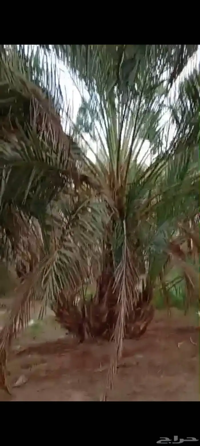 نخل كبار واصنا نقايل عجوا وروثان وشلبي وانواع كثيره 0