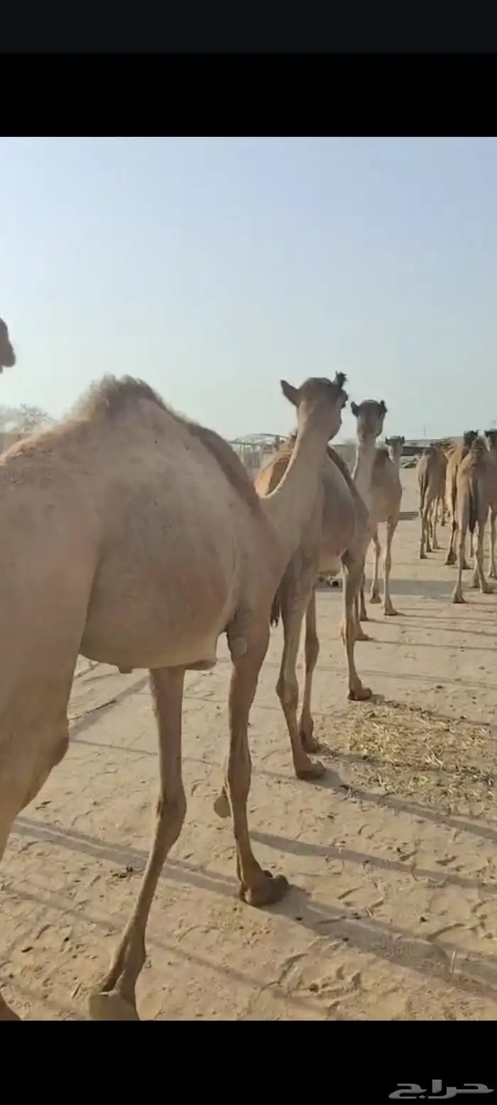 وصل عندنا القعدان النظيفة واللحم الطيب والسعر المناسب 4
