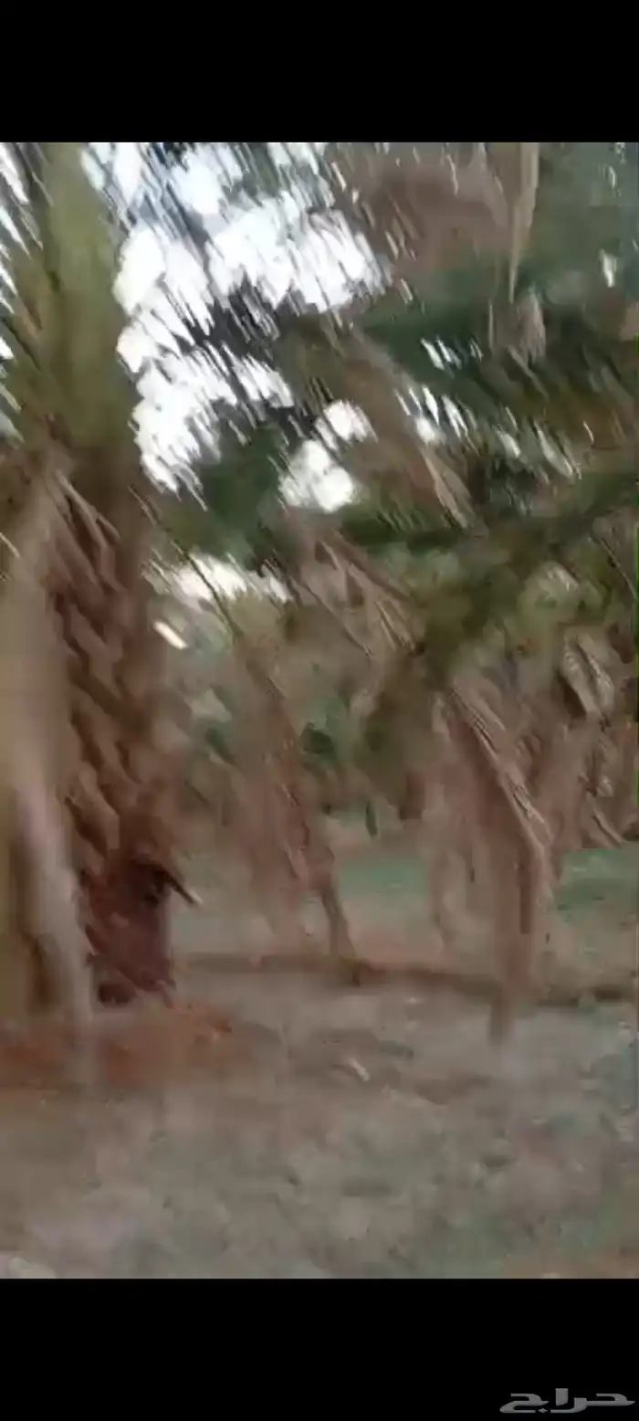 نخل كبار واصنا نقايل عجوا وروثان وشلبي وانواع كثيره 1