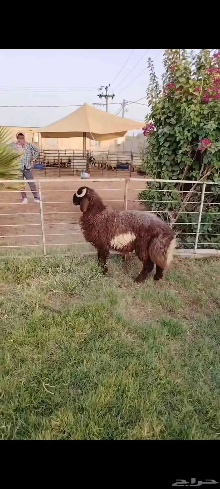جذع نعيمي اردني ظهر وطرف فاخر 0