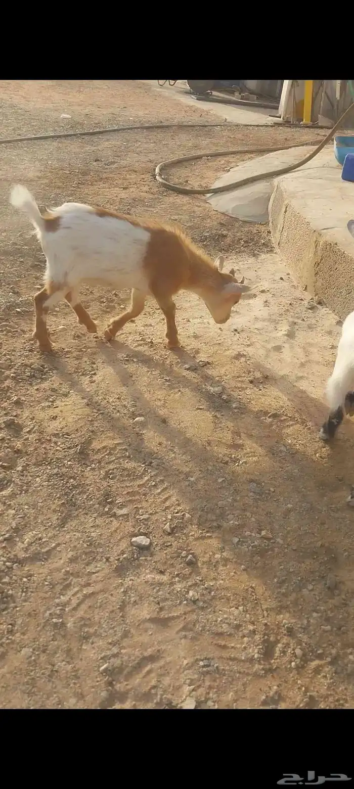 تيوس قزم أمريكي للبيع 0