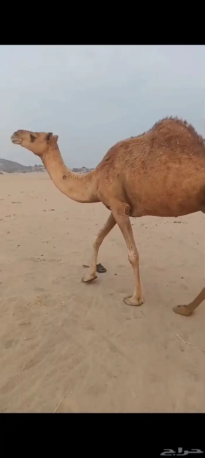 ناقه مبيوع ولدها ب 3500 1