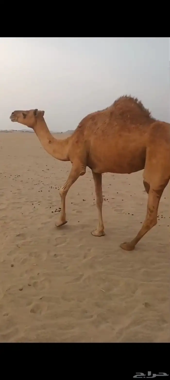 ناقه مبيوع ولدها ب 3500 0