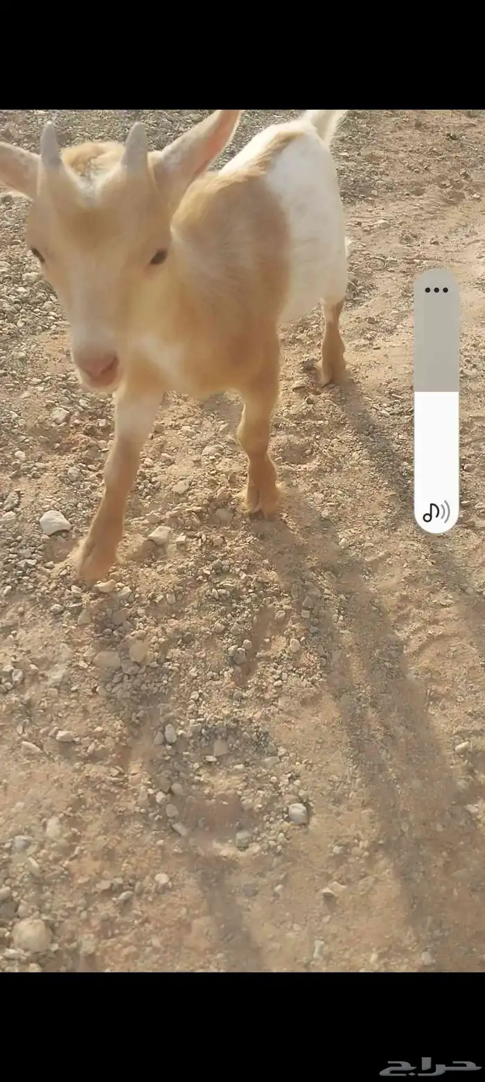 تيوس قزم أمريكي للبيع 3