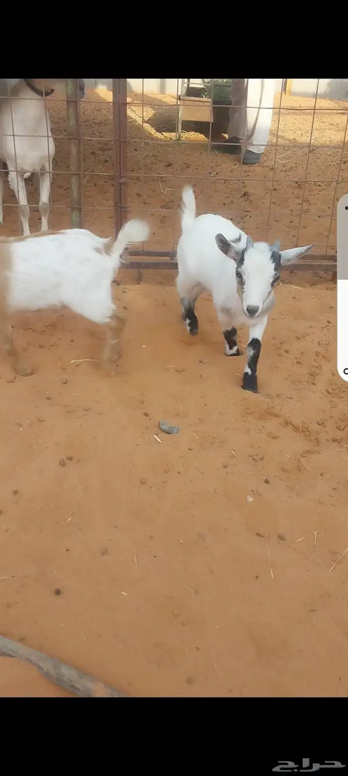 تيوس قزم أمريكي للبيع 2