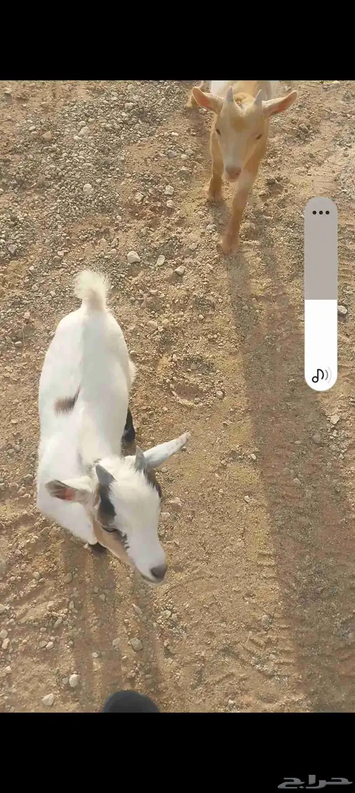 تيوس قزم أمريكي للبيع 1