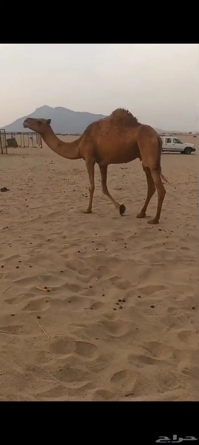 ناقه مبيوع ولدها ب 3500 2