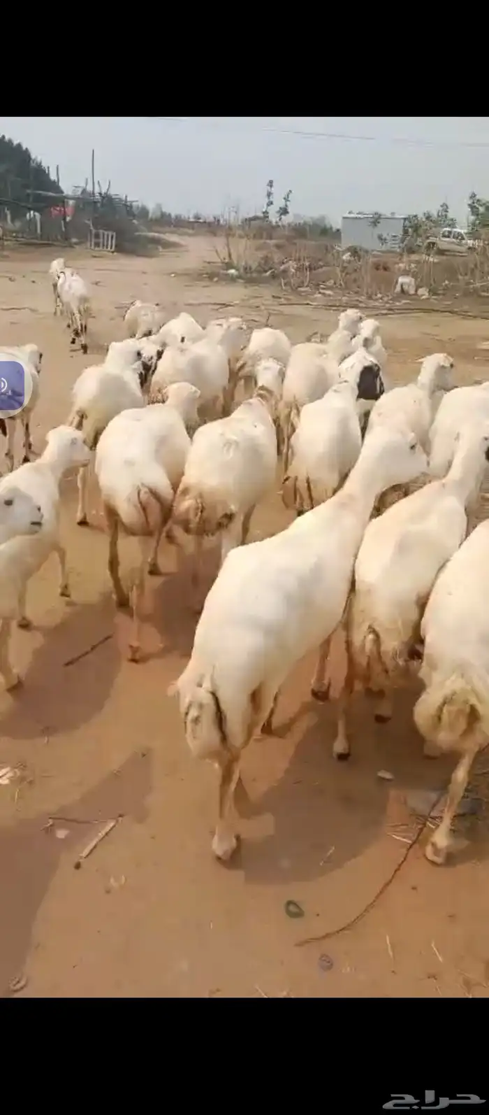 السلام عليكم يوجد ضأن رفيديات جروم طيبه العدد 50دفيع 0