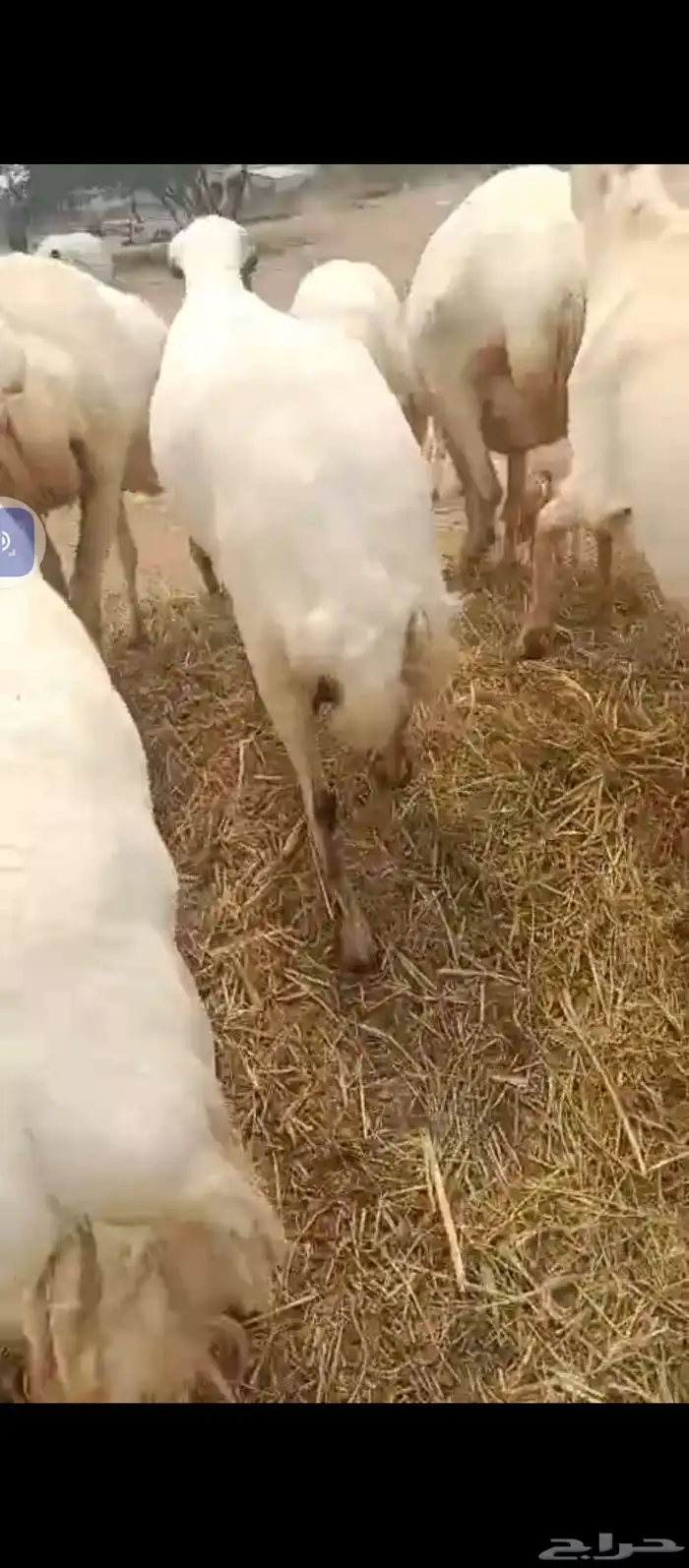 السلام عليكم يوجد ضأن رفيديات جروم طيبه العدد 50دفيع 1