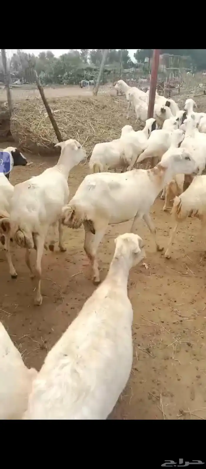 السلام عليكم يوجد ضأن رفيديات جروم طيبه العدد 50دفيع 3