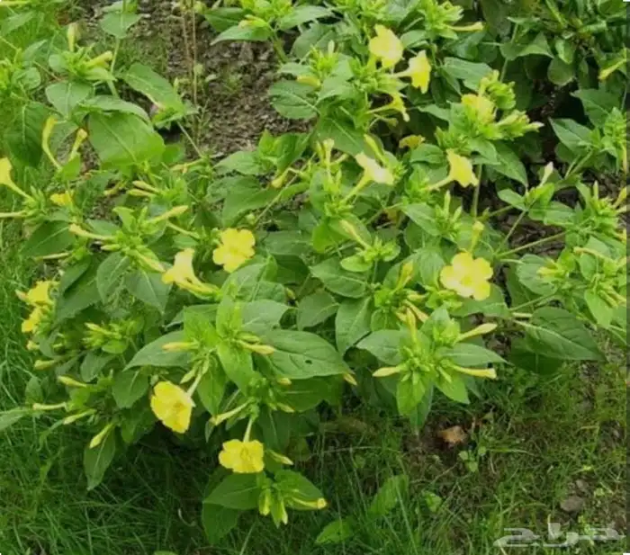 حدائق جنة البدر لجميع انواع الشتلات جملة وقطاعي وتوصيل بجدة 12