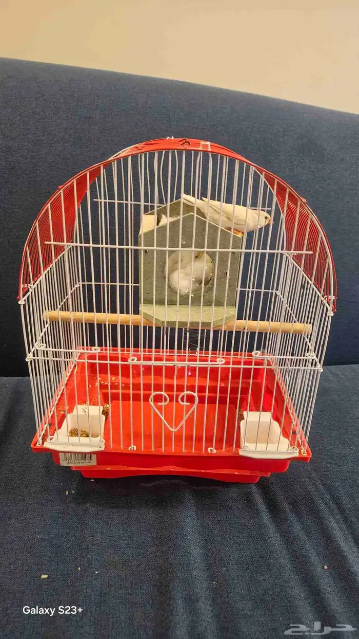 طير زيبرا للبيع أنثى 0