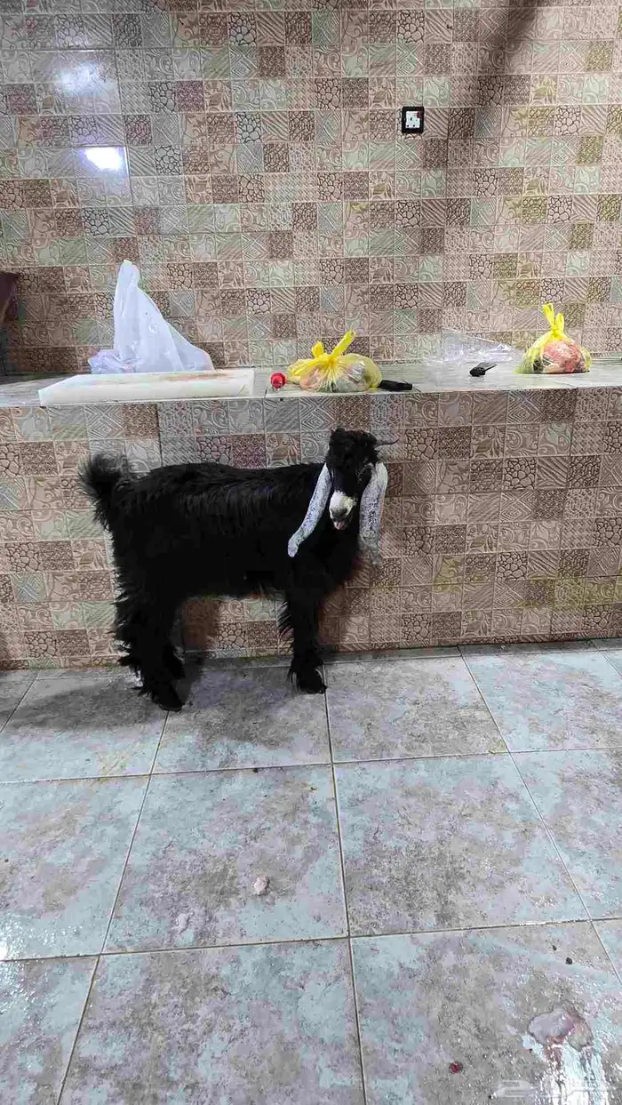 ذبائح حريه وسواكن حمري تربيه وتيوس بلدي شي للامانه يبيض الوج 6