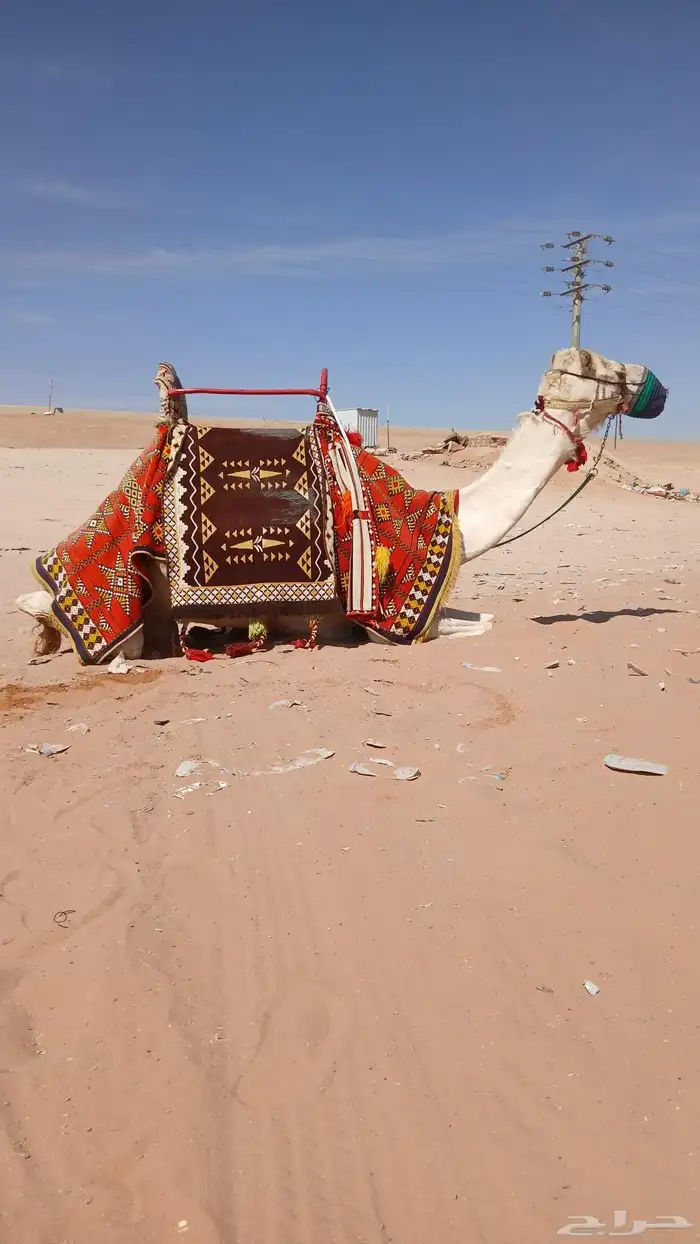 يوجد لدينا اجار جمال ركبي هادي مره بي اليوم وا الاسبوع 5