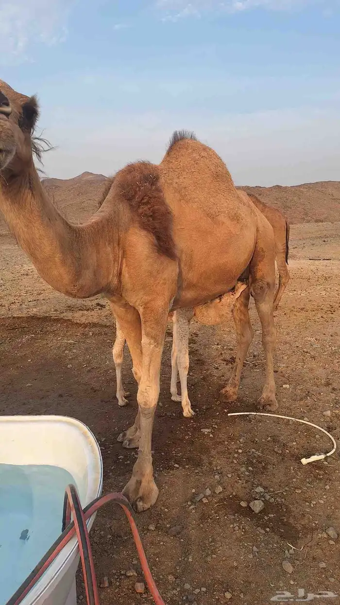 عشر من البل مابين خلفه وملاقي 9