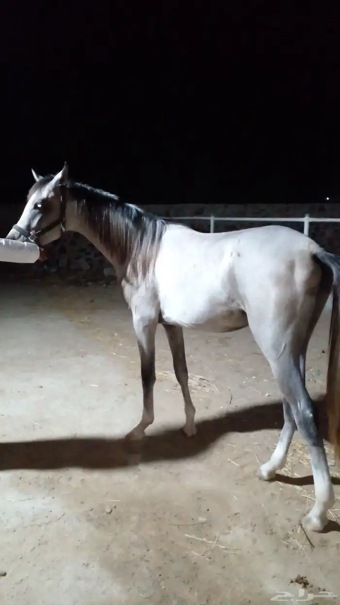 عرض ايواء خيل بسعر 750 ريال فقط لفترة محدودة إسطبل المسيرة 8
