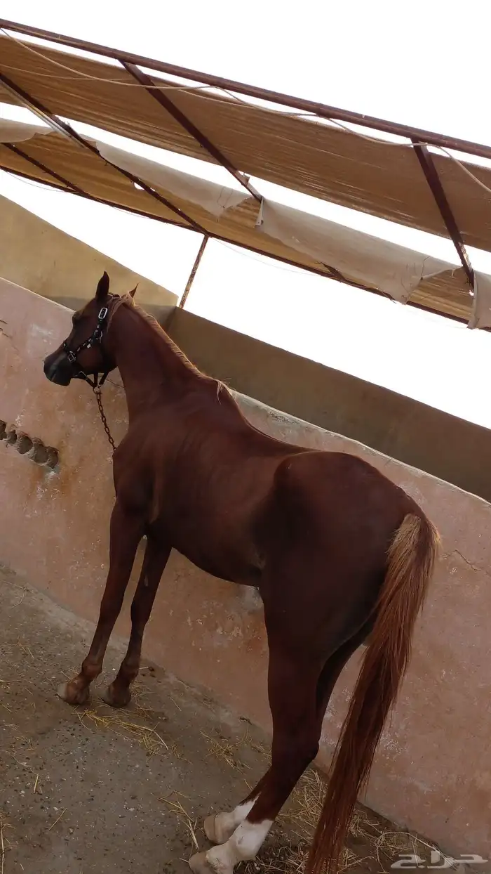 عرض ايواء خيل بسعر 750 ريال فقط لفترة محدودة إسطبل المسيرة 6