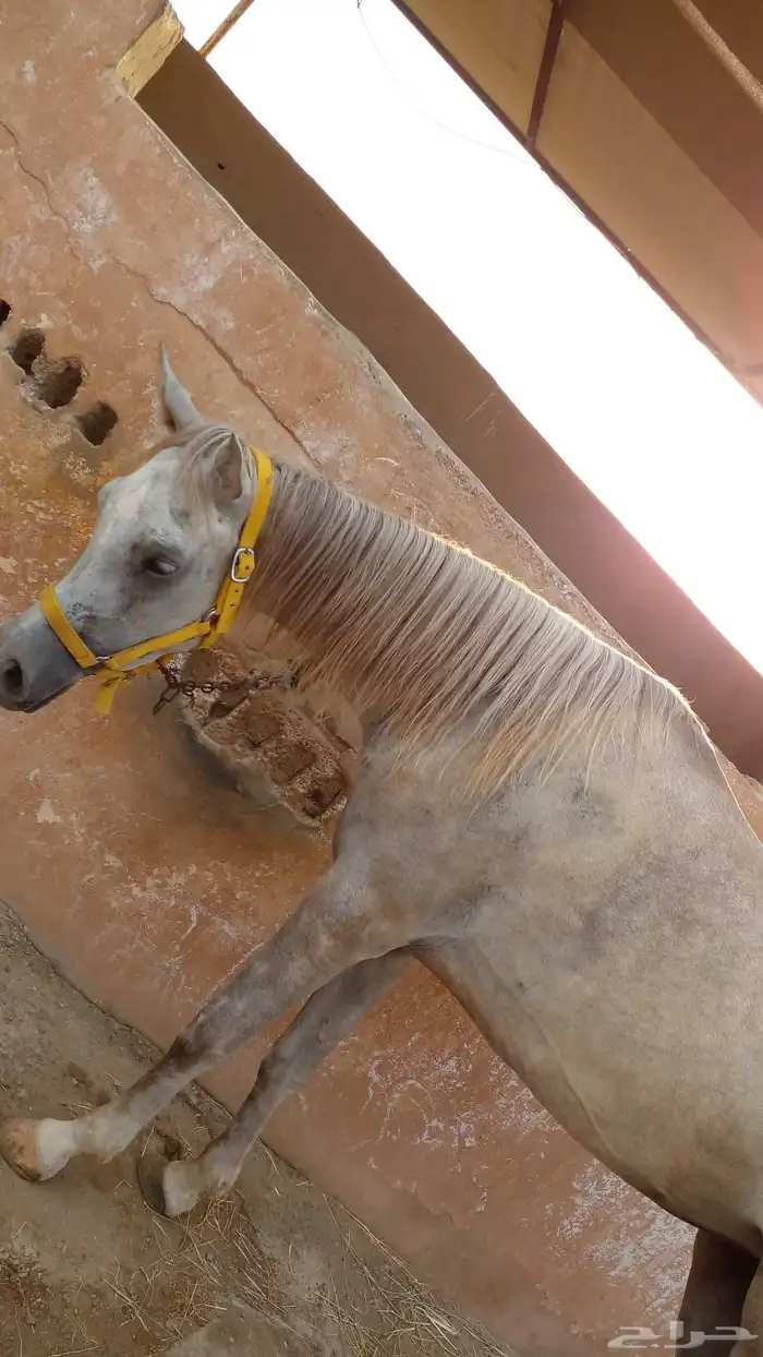 عرض ايواء خيل بسعر 750 ريال فقط لفترة محدودة إسطبل المسيرة 2