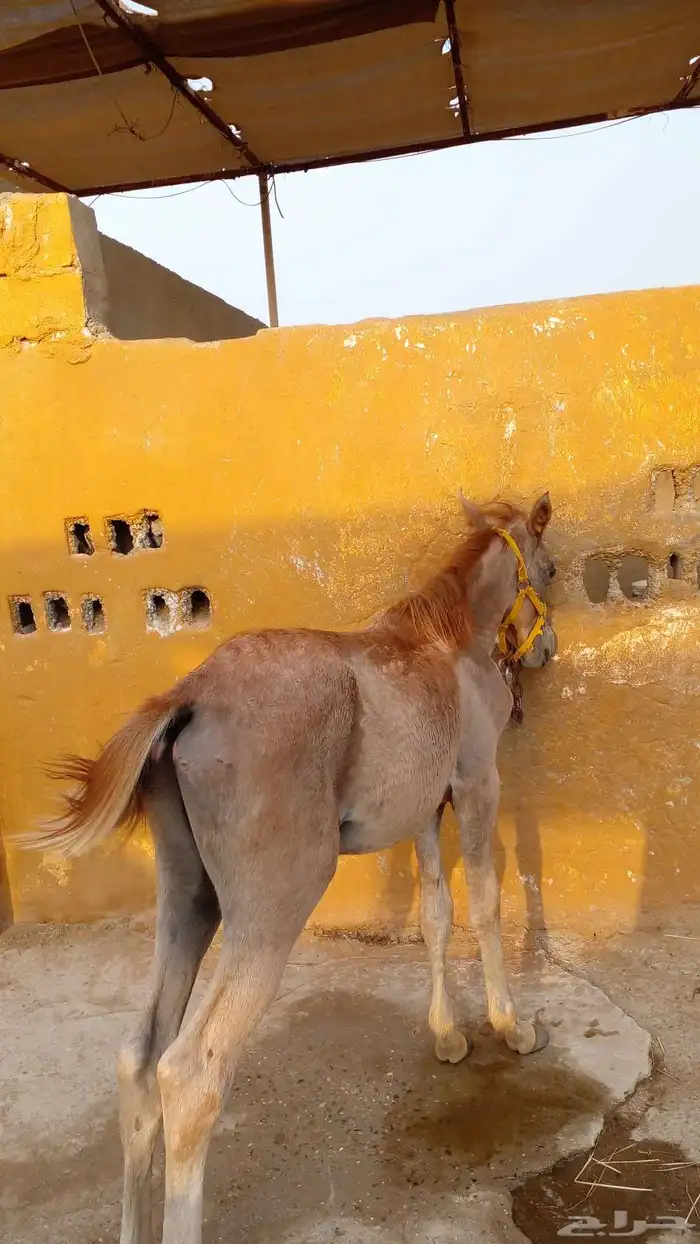 عرض ايواء خيل بسعر 750 ريال فقط لفترة محدودة إسطبل المسيرة 7