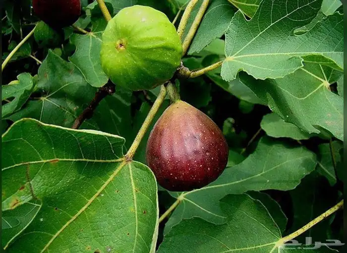 حدائق جنة البدر لجميع انواع الشتلات جملة وقطاعي وتوصيل بجدة 4