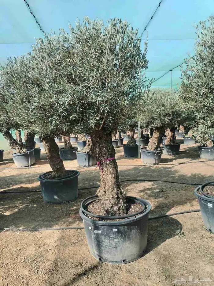 شجر الزيتون المعمر والاسباني 5