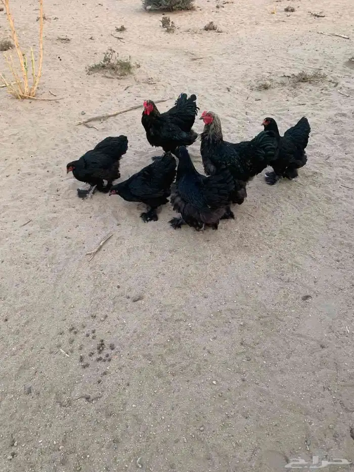 براهما اطقم ياهل براهما 0
