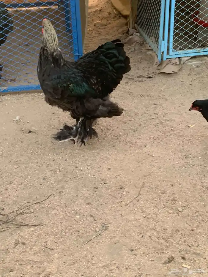براهما اطقم ياهل براهما 12