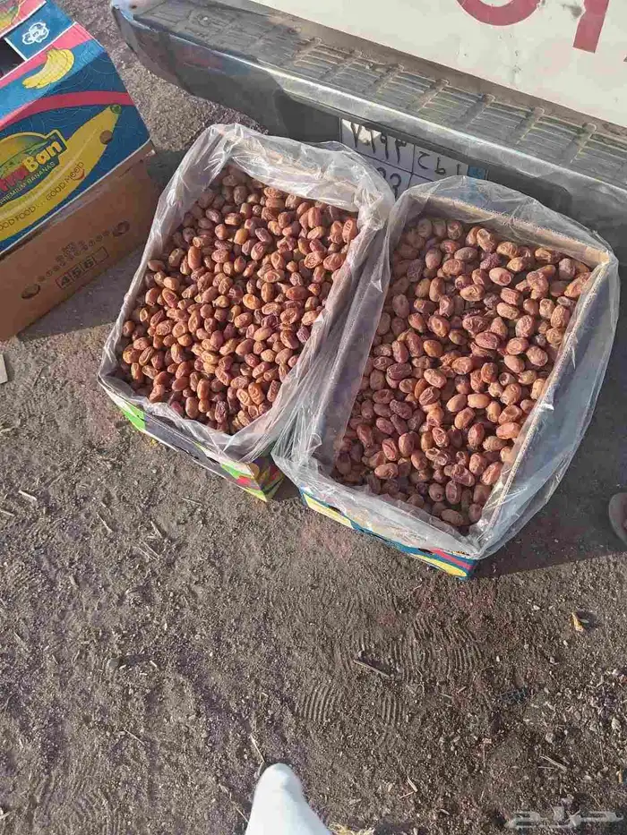 يوجد لدينا جميع انواع النخيل المثمره وجميع المقاسات المختلفه 8