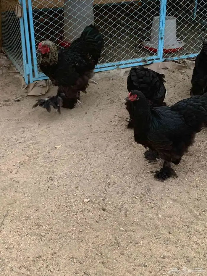 براهما اطقم ياهل براهما 13