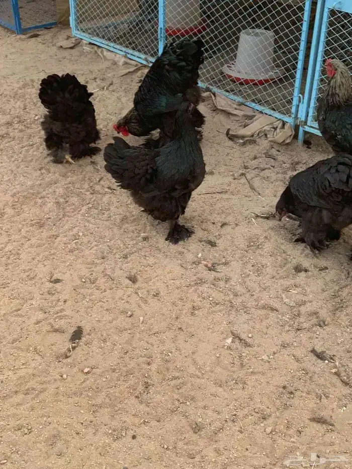 براهما اطقم ياهل براهما 3