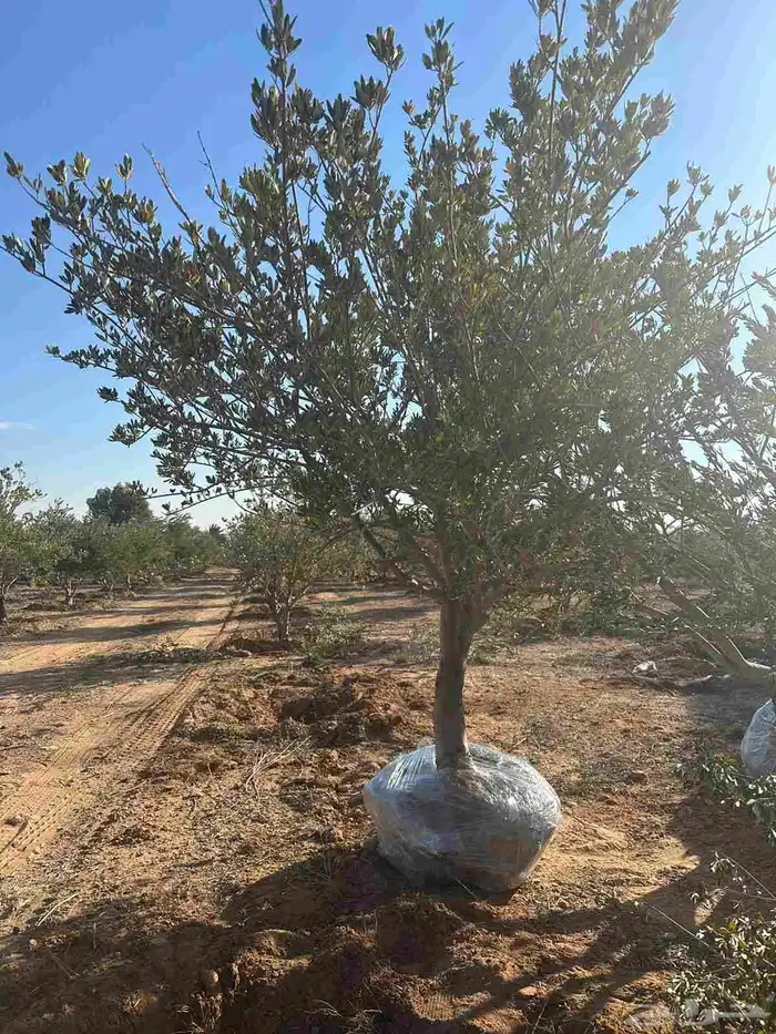 يوجد الدينا زيتون وحمضيات 1