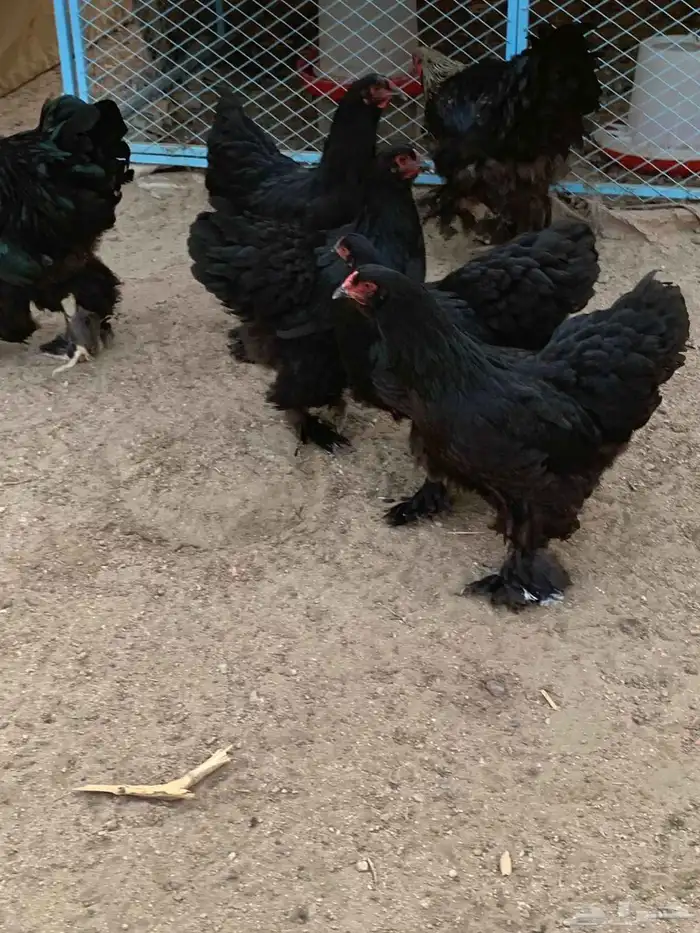 براهما اطقم ياهل براهما 4