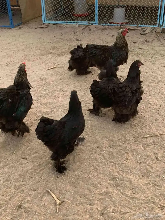 براهما اطقم ياهل براهما 14