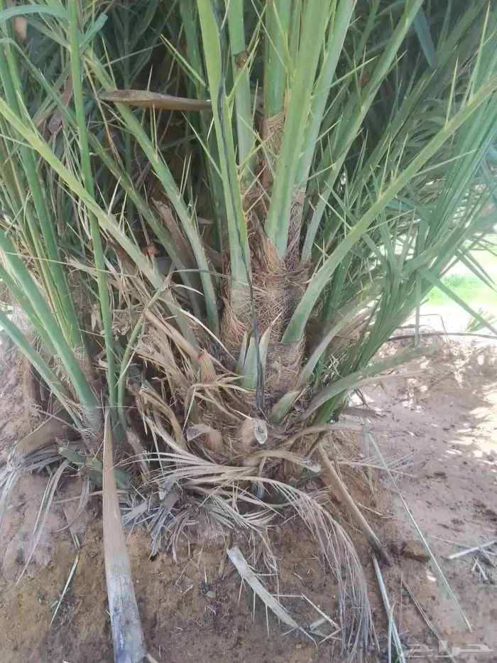 نخيل 4