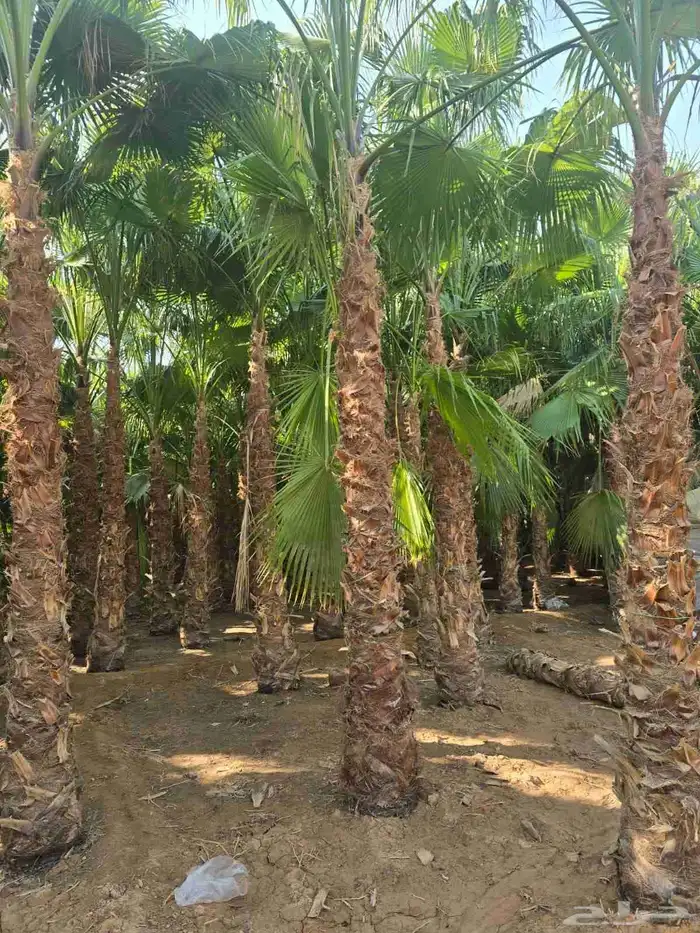 يوجد لدينا نخل للبيع نخل عربي واشنطني رقم واحد علا جميع المق 3