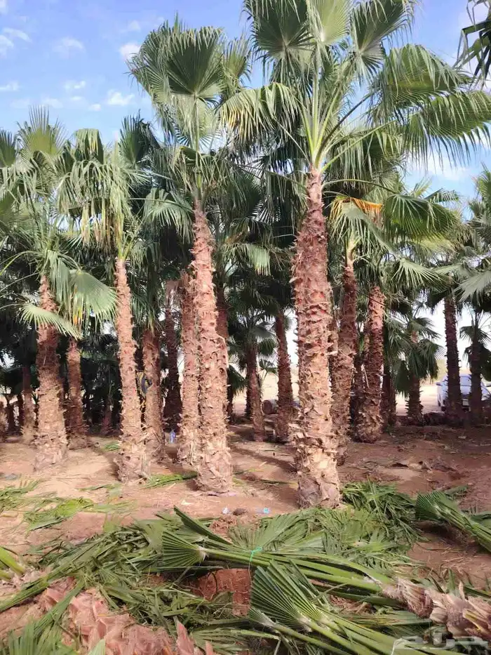 يوجد لدينا نخل للبيع نخل عربي واشنطني رقم واحد علا جميع المق 4