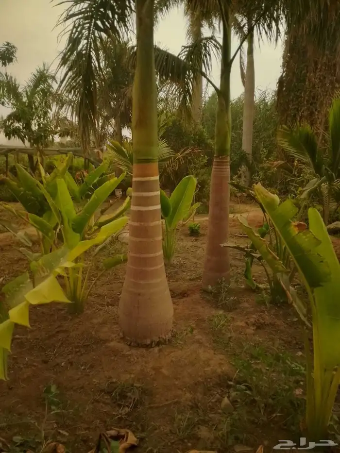 يوجد لدينا نخل للبيع نخل عربي واشنطني رقم واحد علا جميع المق 9