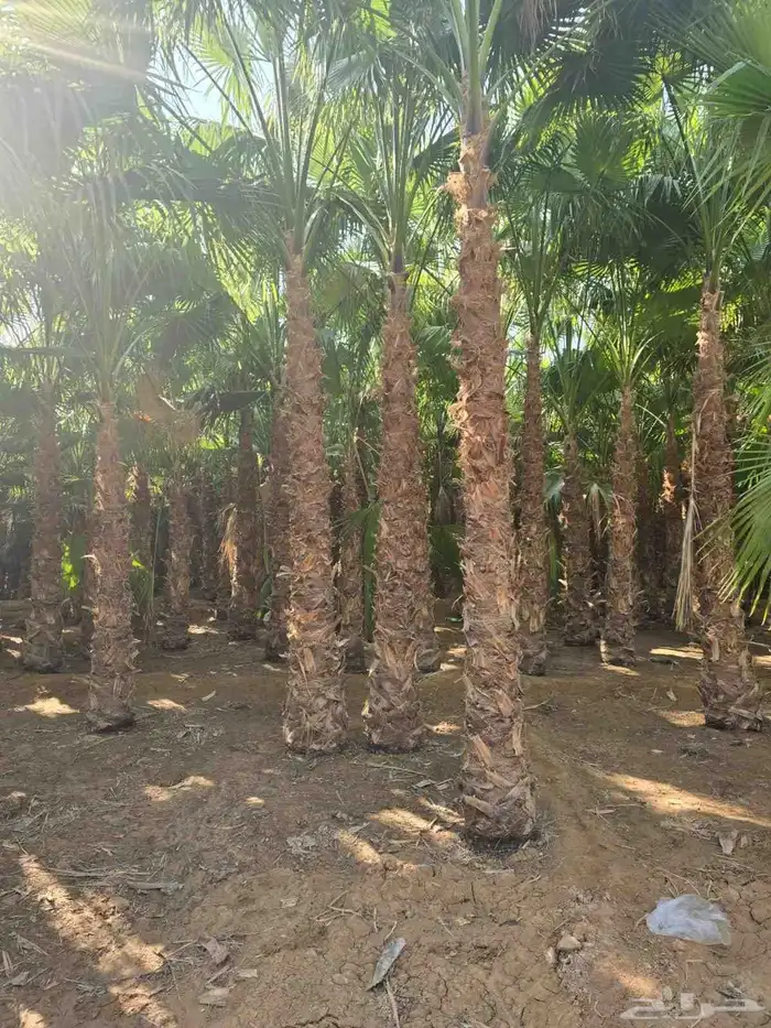 يوجد لدينا نخل للبيع نخل عربي واشنطني رقم واحد علا جميع المق 6