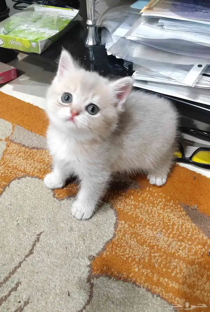 كيتن اسكوتش 2