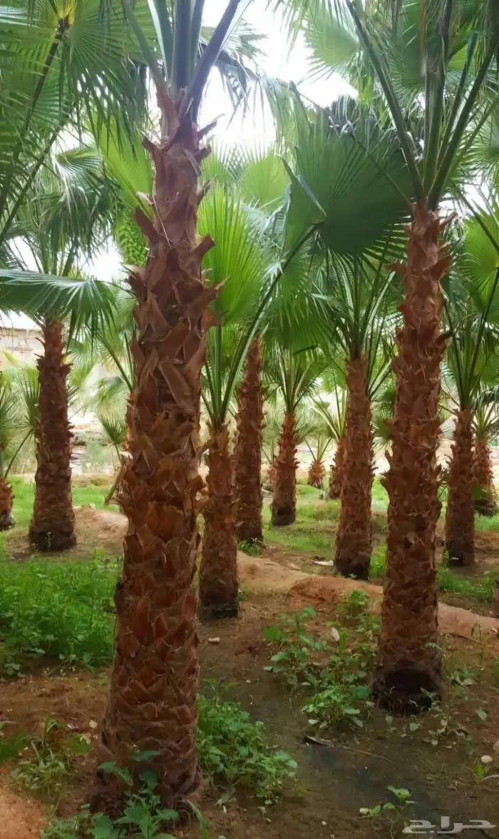 نخل واشنطني للبيع 3