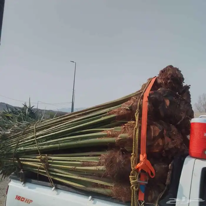 يوجد لدينا جميع انواع النخيل المثمره وجميع المقاسات المختلفه 1