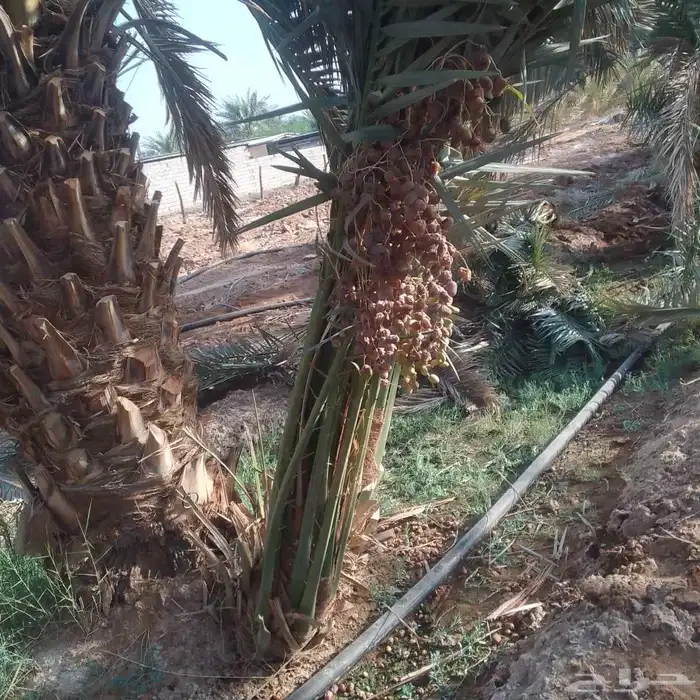 يوجد لدينا جميع انواع النخيل المثمره وجميع المقاسات المختلفه 4