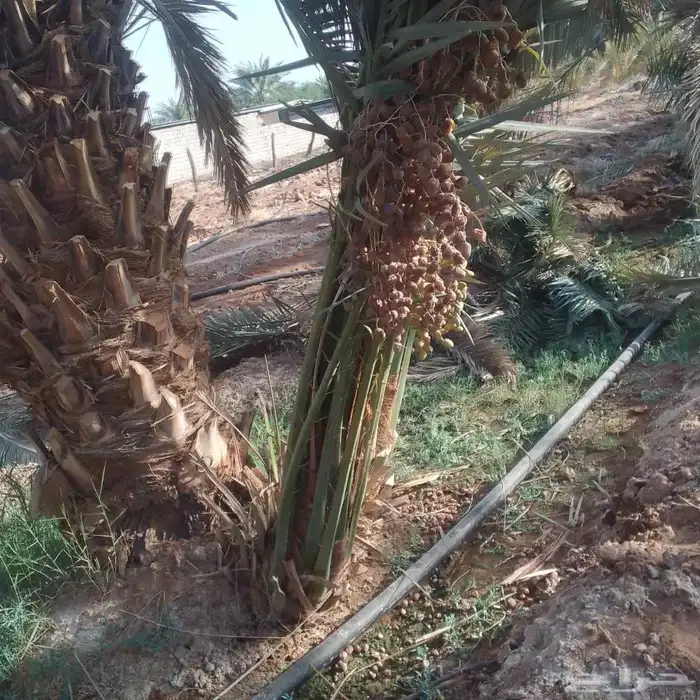 يوجد لدينا جميع انواع النخيل المثمره وجميع المقاسات المختلفه 5